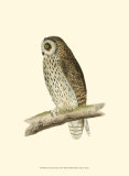 Short Eared Owl