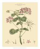 Buy Blushing Pink Florals IV at AllPosters.com