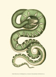 Buy Vibrant Snake I at AllPosters.com