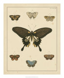 Buy Heirloom Butterflies I at AllPosters.com