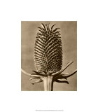 Buy Sepia Botany Study III at AllPosters.com
