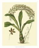 Buy Antique Orchid Study IV at AllPosters.com