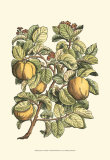 Quince Tree Branch