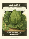 Cabbage
