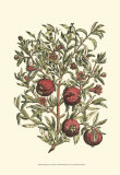 Buy Pomegranate Tree Branch at AllPosters.com
