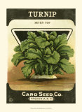 Turnip