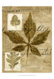 Buy Leaf Collage III at AllPosters.com