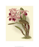 Buy Dramatic Orchid III at AllPosters.com