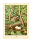 Whippoorwill