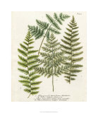 Buy Fern Gathering I at AllPosters.com