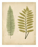 Buy Cottage Ferns II at AllPosters.com