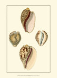 Cymbidum Shells