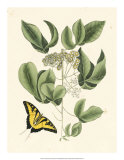 Buy Butterfly and Botanical II at AllPosters.com