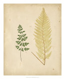 Buy Cottage Ferns IV at AllPosters.com
