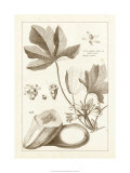 Buy Sepia Exotics III at AllPosters.com