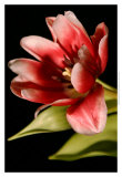 Red Tulip III