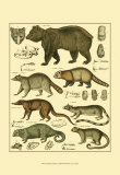 Oken Bear and Racoon