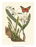 Buy Butterfly and Botanical IV at AllPosters.com