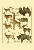 Oken Giraffe and Camel