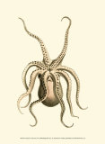 Buy Creatures of the Sea VI at AllPosters.com