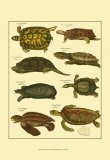Oken Tortoise