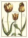 Buy Tulipa II at AllPosters.com