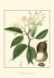 Buy Tropicals I at AllPosters.com