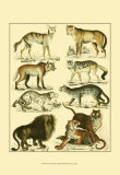 Oken Lion and Tiger