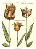 Buy Tulipa I at AllPosters.com