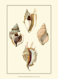Buy Strombus Shells at AllPosters.com