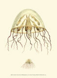 Buy Creatures of the Sea III at AllPosters.com