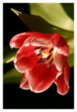Red Tulip IV