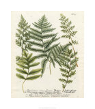 Buy Fern Gathering II at AllPosters.com