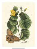Buy Butterfly and Botanical I at AllPosters.com