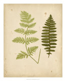 Buy Cottage Ferns III at AllPosters.com
