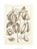 Buy Sepia Exotics II at AllPosters.com