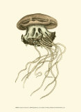 Buy Creatures of the Sea I at AllPosters.com