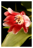 Red Tulip II
