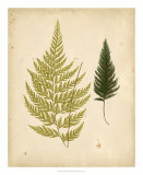 Buy Cottage Ferns I at AllPosters.com