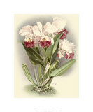 Buy Dramatic Orchid IV at AllPosters.com