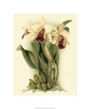 Buy Dramatic Orchid II at AllPosters.com