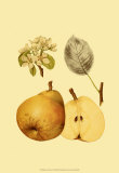 Ripe for Harvest II
