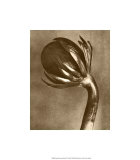 Buy Sepia Botany Study VI at AllPosters.com