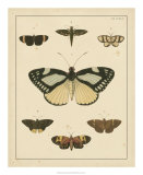 Buy Heirloom Butterflies II at AllPosters.com