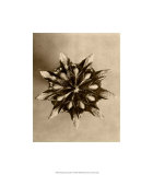 Buy Sepia Botany Study IV at AllPosters.com