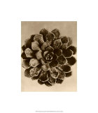 Buy Sepia Botany Study II at AllPosters.com