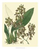 Buy Antique Orchid Study III at AllPosters.com