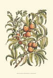 Buy Peach Tree Branch at AllPosters.com