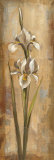 Buy Floral Grace II at AllPosters.com