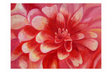 Buy Red Dahlia at AllPosters.com